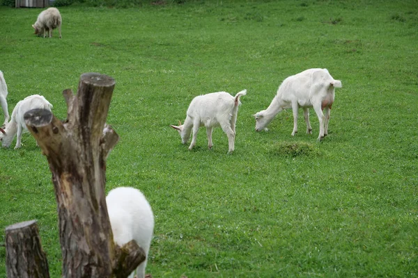 Bílé Kozy Louce Farmě — Stock fotografie