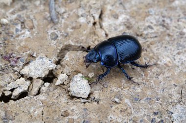 Mavi böcek yerde sürünüyor, Karpat Dağları, Ukrayna