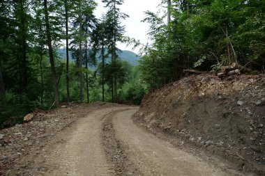 Karpat Dağları 'ndaki güzel ormandaki toprak yol.