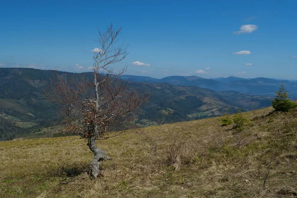 Vista Árvore Sozinha Nas Montanhas — Fotografia de Stock