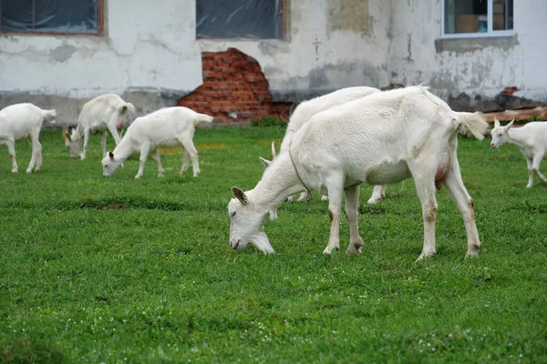 Cabras Brancas Fazenda Leiteira — Fotografia de Stock