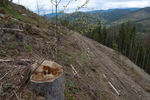 Deforestación Tala Árboles Las Montañas Los Cárpatos Ucrania — Foto de Stock