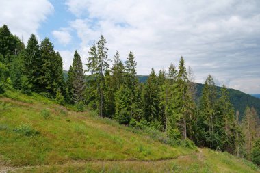 Ukrayna 'daki Karpat Dağları' ndaki ormanın havadan görünüşü, Polonina Borzhava dağ sırtı