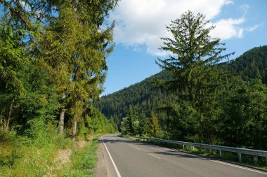 Ukrayna 'daki Karpat Dağları' ndaki ormanda güzel bir yol