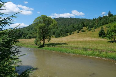 Ukrayna 'daki Karpat Dağları' nda küçük güzel bir nehir.