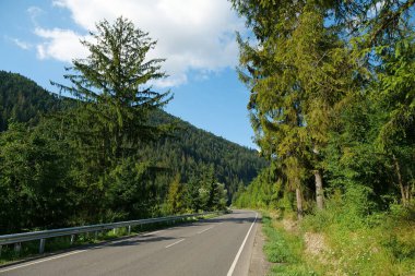 Ukrayna 'daki Karpat Dağları' ndaki ormanda güzel bir yol