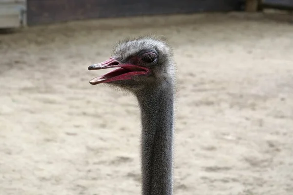 Burung Unta Sebuah Peternakan Burung Unta Struthio Camelus — Stok Foto