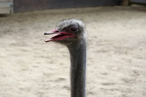 Pštros Pštrosí Farmě Struthio Camelus — Stock fotografie