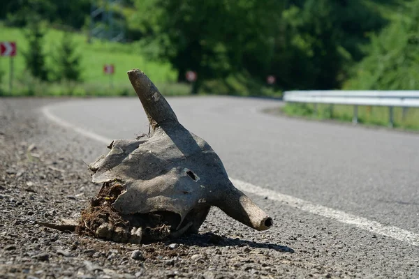 Kuhschädel Liegt Auf Der Straße — Stockfoto