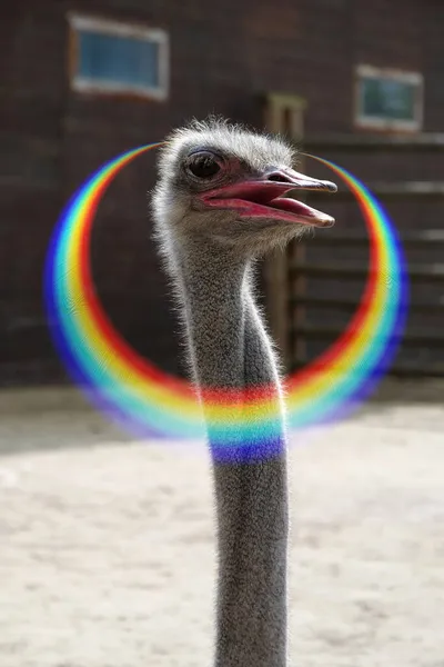 Avestruz Con Arco Iris Alrededor Cabeza — Foto de Stock