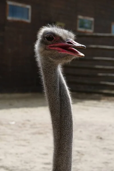 Struisvogel Een Struisvogelboerderij Struthio Camelus — Stockfoto