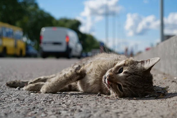 Cat ran across the road and was hit by car. Dead cat lies on highway, cars drives on the road. You cannot cross road in wrong place