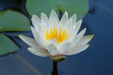 Gölette beyaz nilüfer. Nelumbo - büyük, gösterişli çiçekli su bitkileri cinsi