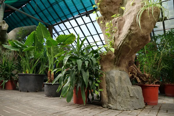 Grandes Plantas Tropicais Verdes Cresce Vasos Flores Hothouse Estabelecimento Horticultural — Fotografia de Stock