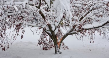 Tree Damage during Noreaster Athena clipart