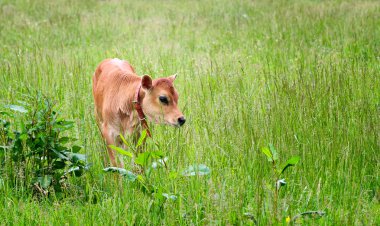 Calf in Field clipart