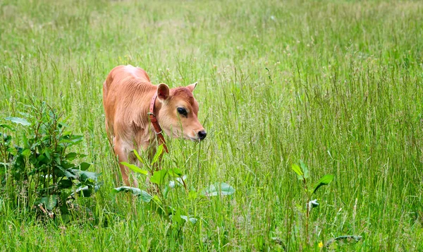 Calf in Field Stock Picture