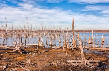 Lake and Dead Trees clipart
