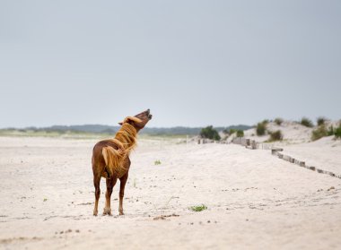 Assateague vahşi pony