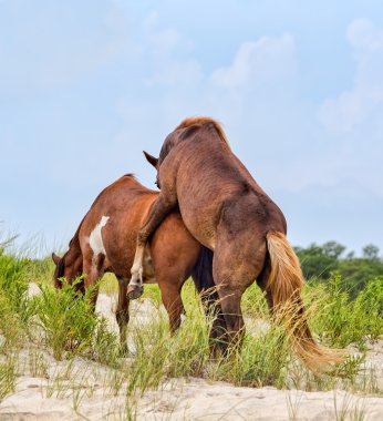 assateague yabani midilliler plaj çiftleşme