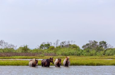 Assateague Wild Ponies Crossing Bay clipart