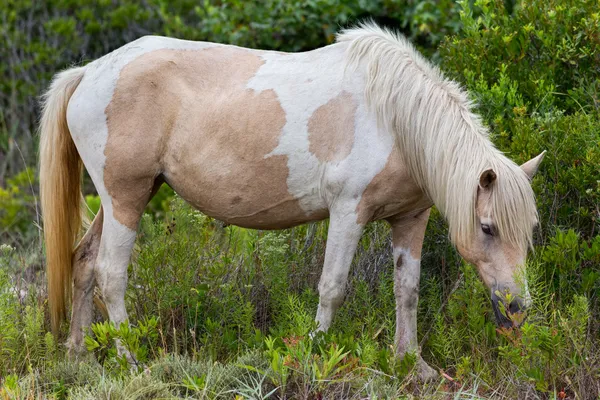 Assateague дикі поні — стокове фото