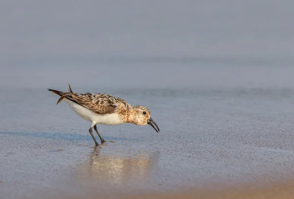 Westerse strandloper — Stockfoto