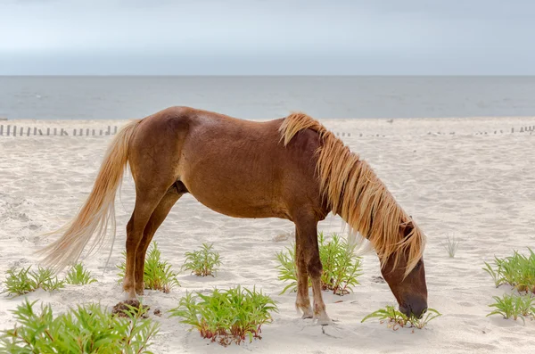 Дикий пони Assateague — стоковое фото