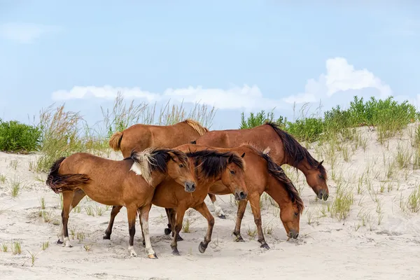 Assateague wilde pony's op het strand — Stockfoto