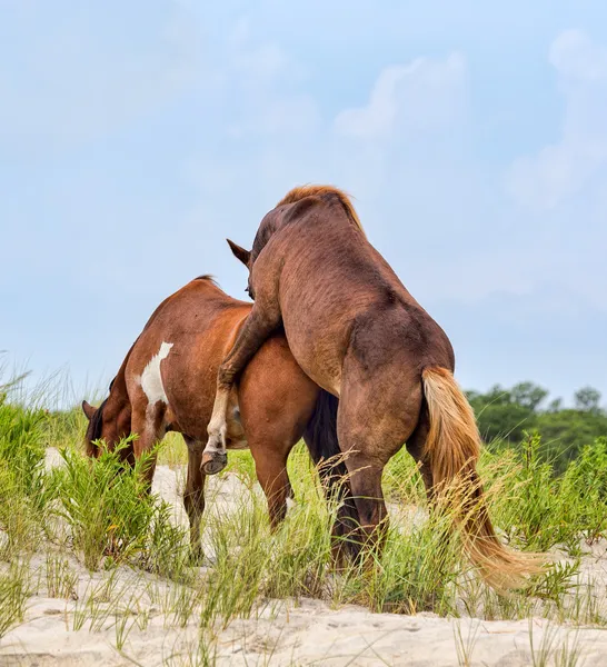 Assateague Wild Ponies sating the Beach — стоковое фото