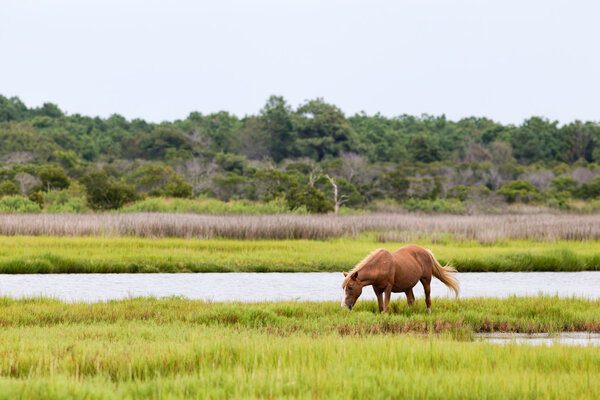 Assateague Wild Pony Grazing in Field