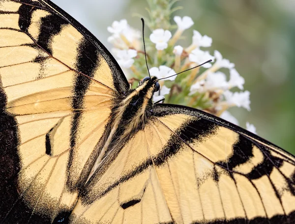 Borboleta de rabo de andorinha tigre oriental — Fotografia de Stock