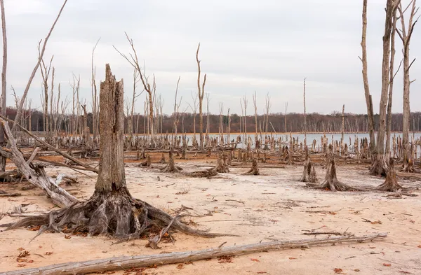 Deforestazione — Foto Stock