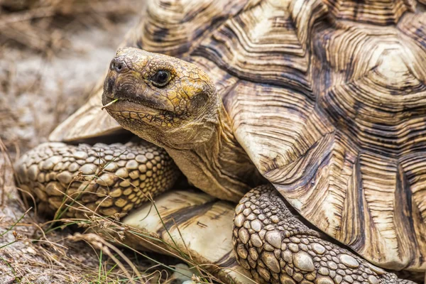 Альдабра гигантская черепаха (Aldabrachelys gigantea) Лицензионные Стоковые Изображения