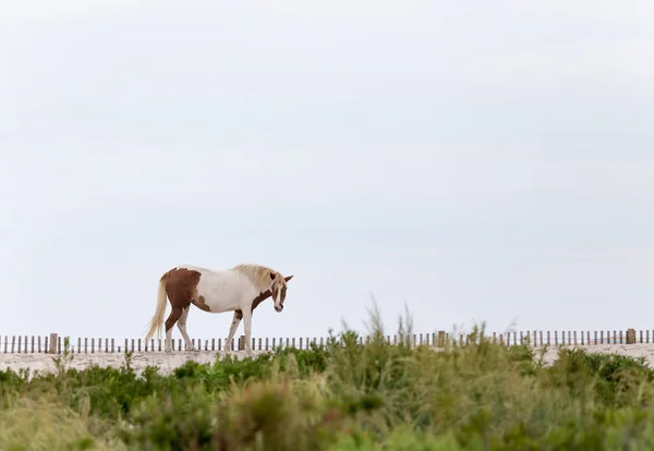 Нападение дикого пони на пляже Лицензионные Стоковые Фото