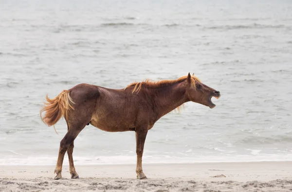 Wild Assateague-pony Stockfoto