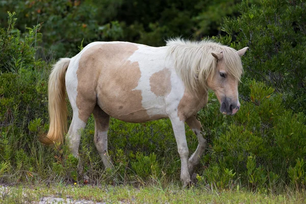 Wild Assateague-pony Stockbild