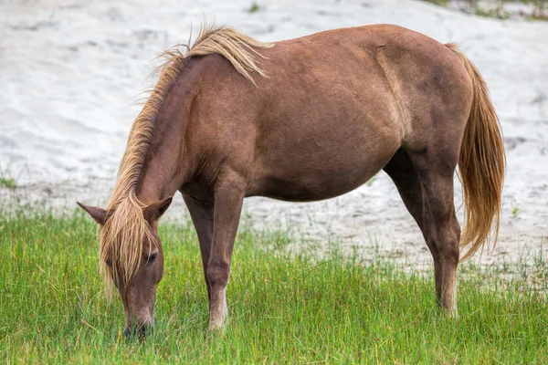 Wild Assateague-pony lizenzfreie Stockfotos