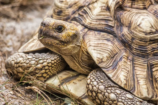 Aldabra dev kaplumbağası (Aldabrachelys dev kaplumbağa çayı)