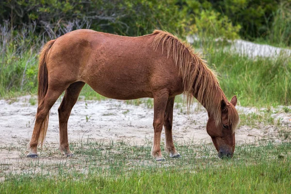 Wild Assateague-pony — Stockfoto