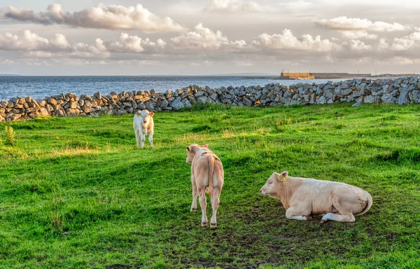 在爱尔兰的绿色草地上的小牛 图库照片