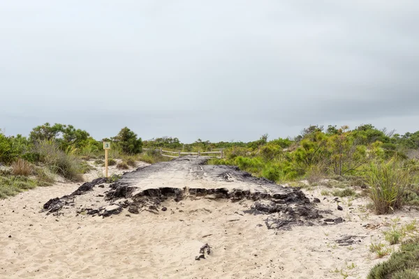 Asphaltstraße bleibt in assateague island, maryland lizenzfreie Stockbilder