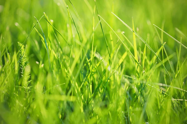 Primer plano de hierba verde —  Fotos de Stock