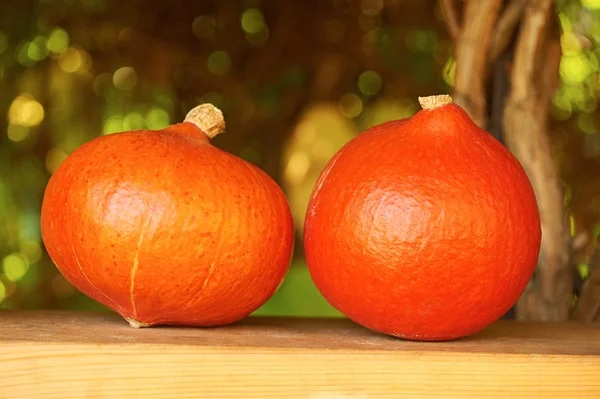 Fresh pumpkins in autumnal garden