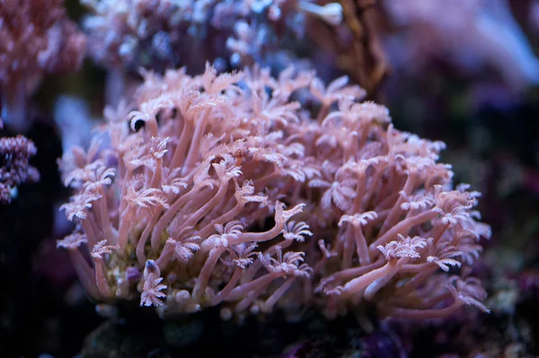 Färgglada koraller — Stockfoto