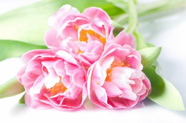 taze Pembe Lale buketi