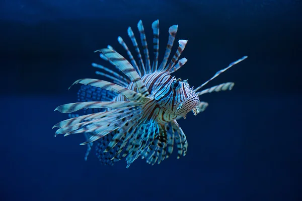Den blå lionfish — Stockfoto