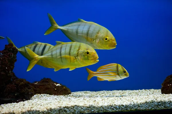 Peixe amarelo com riscas pretas — Fotografia de Stock