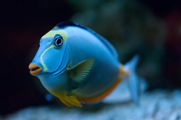 Тропічна риба носо Тан — стокове фото