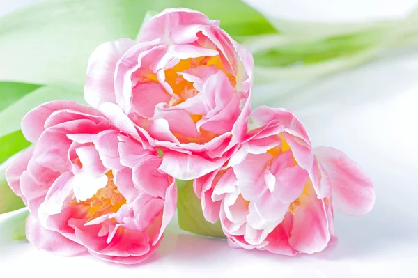 Bukett av de färska rosa tulpanerna — Stockfoto
